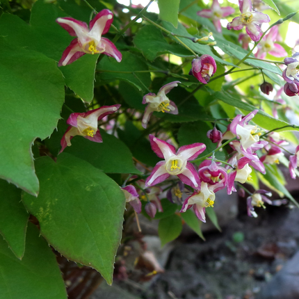 Elfenblume Epimedium rubrum – 6 Pflanzen – 10-25cm – Ø9cm – Winterharte Schattenstaude mit rotrosa Blüten – Bodendecker für Garten & Gehölzrand