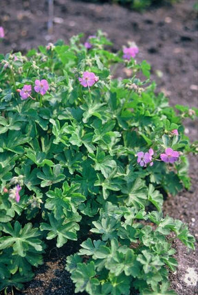 Geranium cantabrigiense 'Cambridge' – Bodendecker – 48 Pflanzen – Ø9cm – ↕10-25cm – Rosa Blüten – Pflegeleicht & bienenfreundlich