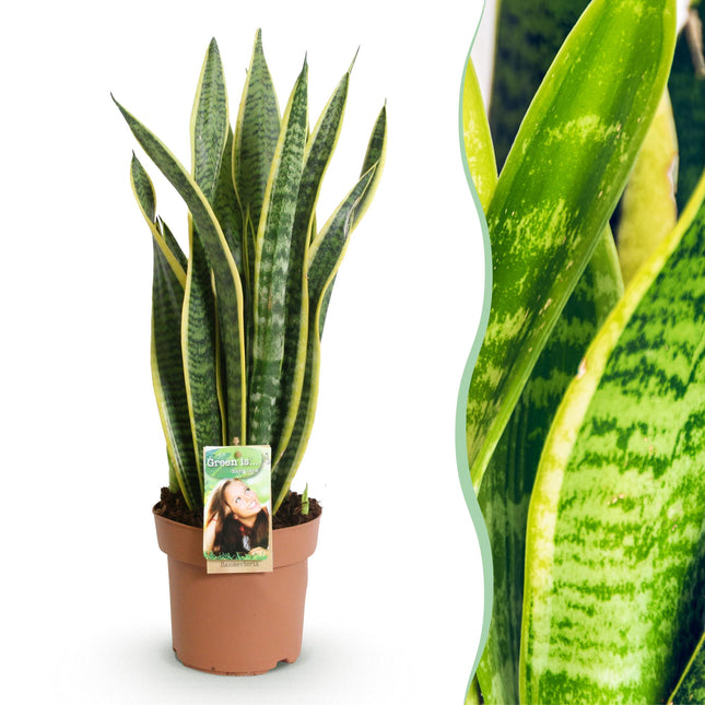 Sansevieria Laurentii – 60-70cm – 17cm – Pflegeleichte Schwiegermutterzunge in Grün – Gelb