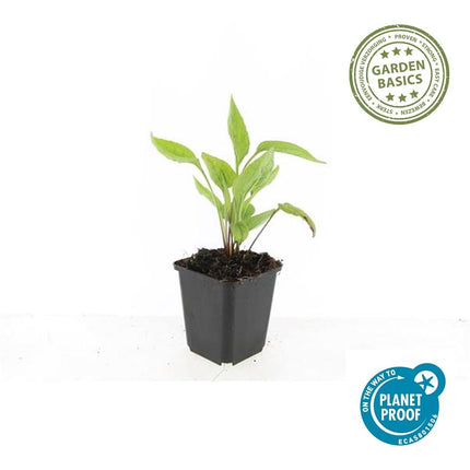 Scheinsonnenhut – Echinacea purpurea 'White Swan' – ↑10-25cm – Ø9cm – 12 Pflanzen – Weiße Blüten, Bienen- und Schmetterlingsfreundlich, pflegeleicht, robuste Staude