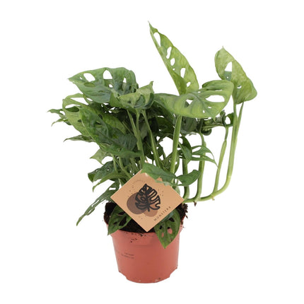 Fensterblatt – Monstera Monkey Leaf – Zimmerpflanze – Ø12cm – ↕30cm – Pflegeleicht & luftreinigend – Tropische Blattschönheit mit typischen Blattlöchern