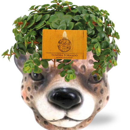 Fetthenne Sedum Tornado – Zimmerpflanze – Ø11 cm – ↕15 cm – inkl. Deko-Übertopf Leopard Braun D12×9,5 cm