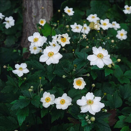 Anemone hyb. 'Honorine Jobert' – 24 Pflanzen – ↕10-25cm – Ø9cm – Herbstanemone – Weiße Blüten – Sonne & Halbschatten – Pflegeleicht