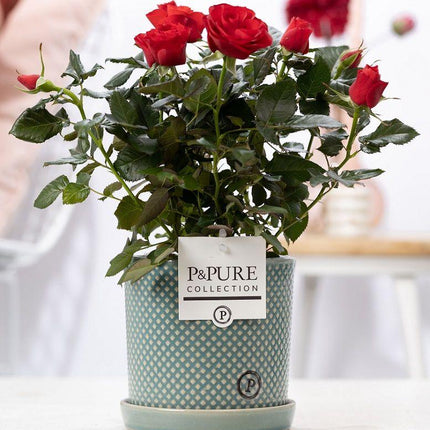 Rose Red im Keramiktopf – Ø12cm ↕30cm – Rote Rose im stilvollen Blumentopf – Elegante Zimmerpflanze & Geschenkidee – Symbol für Liebe & Leidenschaft
