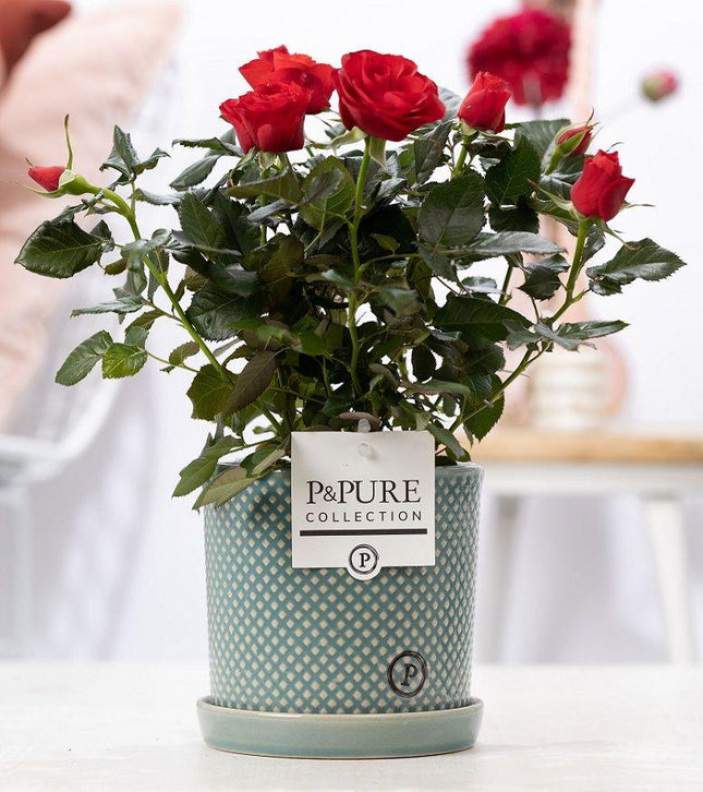 Rose Red im Keramiktopf – Ø12cm ↕30cm – Rote Rose im stilvollen Blumentopf – Elegante Zimmerpflanze & Geschenkidee – Symbol für Liebe & Leidenschaft