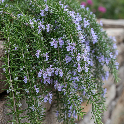 Rosmarin Rosmarinus officinalis Prostratus – 19cm Höhe ca.90cm – Immergrün & winterhart – Lila Blüte – Duftender Kräuterrosmarin