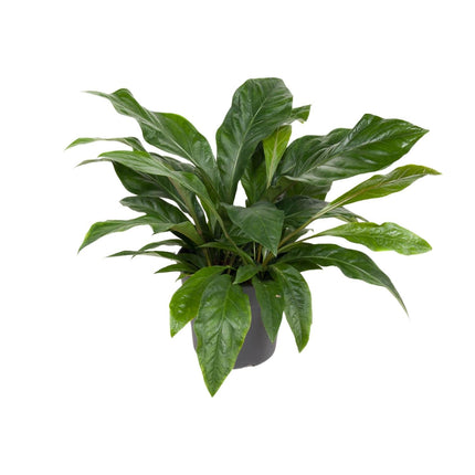 Flamingoblume – Anthurium Jungle Bush – Zimmerpflanze – Ø30 cm – ↕70 cm – Pflegeleicht – Leuchtendes Laub – Tropisches Flair