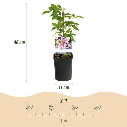 Kletterpflanze – Clematis Piilu – Rosa Blüten – 2 Pflanzen – 11cm – Höhe 40cm – Blüte Mai–September – Pflegeleicht & bienenfreundlich