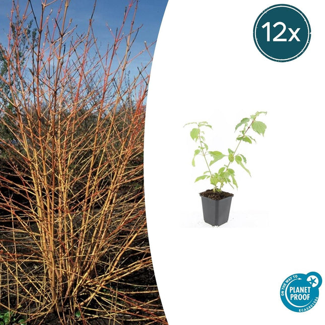 Roter Hartriegel Cornus sanguinea 'Anny's Winter Orange' – ↕10-25cm – Ø9cm – 12 Pflanzen – Winterstrauch – Farbige Zweige – Vogelfreundlich – Pflegeleicht
