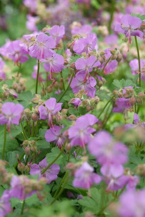Geranium cantabrigiense 'Cambridge' – Bodendecker – 48 Pflanzen – Ø9cm – ↕10-25cm – Rosa Blüten – Pflegeleicht & bienenfreundlich