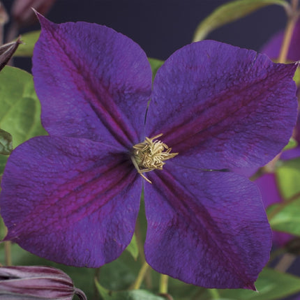 Kletterpflanze Clematis Star of India – Tiefblaue Blüten – 2 Pflanzen – 11 cm x H40 cm – Pflegeleicht & Winterhart – Ideal für Garten, Balkon & Pergolen