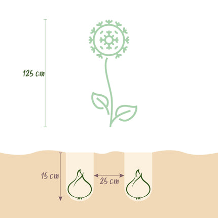 Blumenzwiebeln Allium Mount Everest – 3 Blumenzwiebeln – Weißer Zierlauch – Hohe Blütenkugeln für Beet, Balkon & Terrasse – Bienenfreundlich
