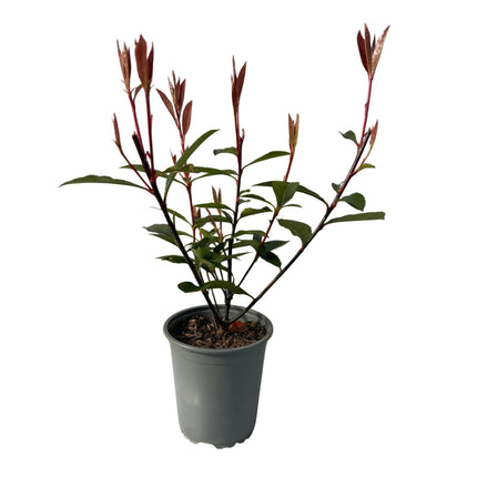 Glanzmispel Photinia fraseri Carre Rouge – Immergrüne Heckenpflanzen – 8 Pflanzen – 1 m – 9 cm Höhe 30–35 cm – Rote & grüne Blätter – Pflegeleicht