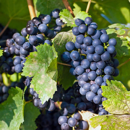 Weinrebe – Blaue Traube – Vitis vinifera Regent – Obstpflanze – 2 Pflanzen – 15cm – Höhe ca. 50cm