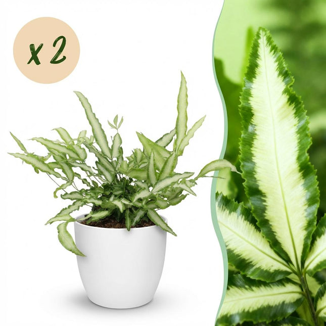 Pteris cretica Albolineata 2er Set Pflanzen Mit Weißem Topf Ø12cm Höhe ca.20cm Schwertfarn Haustierfreundlich Pflegeleicht Grünpflanzen Für Zimmer