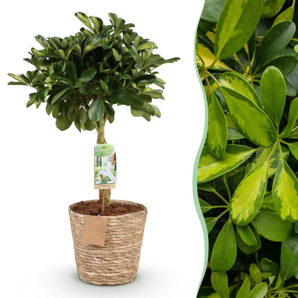 Schefflera Gold Capelle – 70-80cm – 21cm mit Korb – Pflegeleichter Fingerbaum – Grün-Goldenes Blattwerk – Dekorative Zimmerpflanze für Wohnzimmer, Büro & Eingangsbereiche