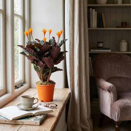 Korbmarante Calathea Crocata – Ø14cm – Höhe 40-45cm – Orange Blüten – Tropische Zimmerpflanze für Wohnraum Büro & schattige Standorte