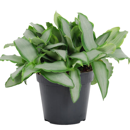 Peking-Gras Murdannia loriformis 'Bright Star' – Zimmerpflanze – Ø12cm – Höhe ca. 20cm – Kompakte, pflegeleichte Grünpflanze – Ideal für Fensterbank, Regal & Büro