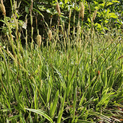 Goldrand Segge Carex morrowii 'Aureovariegata' – ↕10-25cm – Ø9cm – 20 Pflanzen – Japan-Segge – Winterhart & pflegeleicht – Schattengarten
