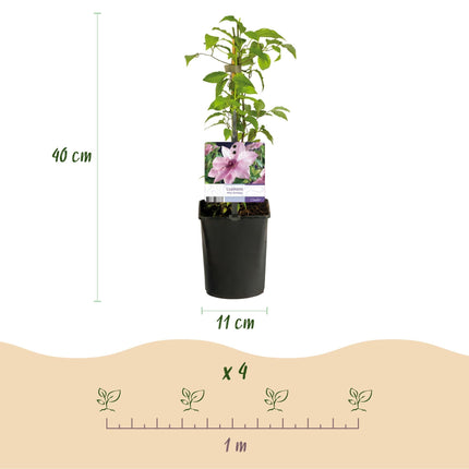 Kletterpflanze Clematis Pink Fantasy – Rosa Blüten – Wenig Pflege – 2 Pflanzen – 11 cm Höhe 40 cm – Für Garten, Terrasse & Pergolen