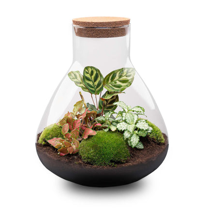 Flaschengarten Sam XL Rot – DIY Bausatz Terrarium – ↕35cm – Do-It-Yourself Pflanzen-Set – Autarkes Mini-Ökosystem – Inkl. Pflanzen, Erde & Zubehör – Perfekt für Wohnung & Büro