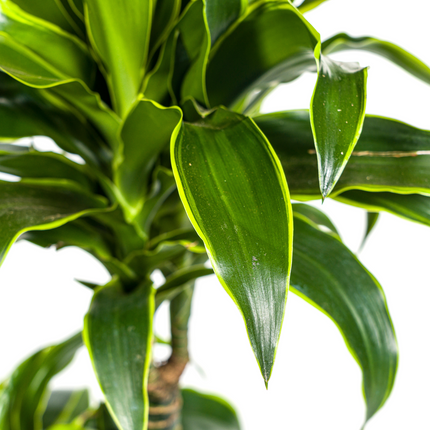 Dracaena Deremensis Dorado inkl. Naturkorb – Höhe 100-120cm – Ø21cm – Pflegeleichte Zimmerpflanze mit glänzenden Blättern