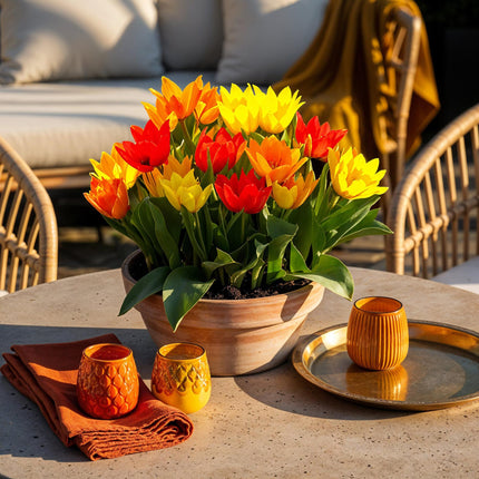 Blumenzwiebeln Tulpe Praestans Mix – 25 Stück – Mehrblütige Wildtulpen in verschiedenen Farben – Zwiebelgröße 8/9 – Für Beet, Balkon & Terrasse – Pflegeleicht