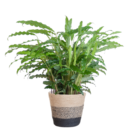 Calathea Rufibarba mit Korb Lissabon – Samt-Calathea – Zimmerpflanze – Ca. 55 cm hoch – Ø17 cm – Luftreinigend & pflegeleicht – Nachhaltiger Jutekorb