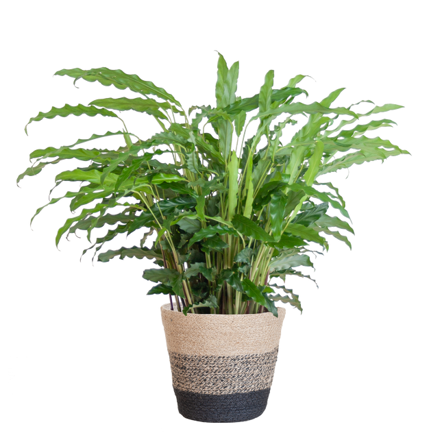 Calathea Rufibarba mit Korb Lissabon – Samt-Calathea – Zimmerpflanze – Ca. 55 cm hoch – Ø17 cm – Luftreinigend & pflegeleicht – Nachhaltiger Jutekorb