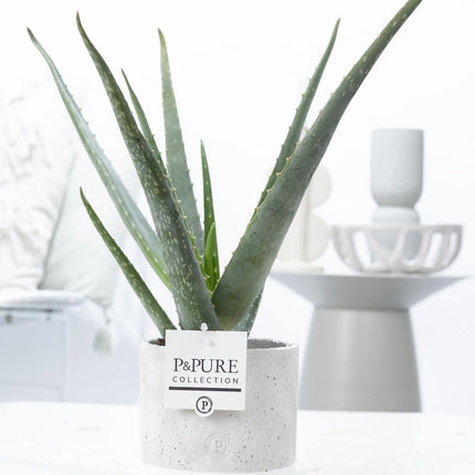 Aloe Vera im Topf – Ø12cm ↕45cm – Pflegeleichte, luftreinigende Zimmerpflanze im eleganten Jade – Keramiktopf – Natürliches Deko
