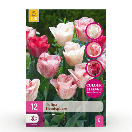 Blumenzwiebeln Tulpe Hemisphere Mischung – 12 Blumenzwiebeln – Bunte Tulpen in verschiedenen Farben – Für Beet, Balkon & Terrasse
