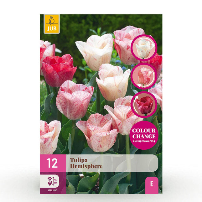 Blumenzwiebeln Tulpe Hemisphere Mischung – 12 Blumenzwiebeln – Bunte Tulpen in verschiedenen Farben – Für Beet, Balkon & Terrasse