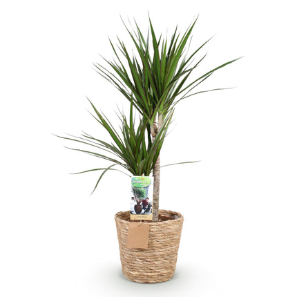 Dracaena Marginata – 90-100cm – 21cm inkl. Naturkorb – Pflegeleichter Drachenbaum – Grün mit rotem Rand