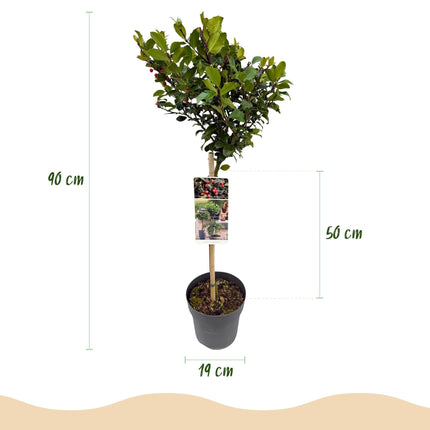Ilex meserveae 'Blue Maid' – Immergrüne Stamm-Pflanze – Ø19 cm – Höhe ca. 90 cm – Terrassenpflanze & Gartenpflanze – Pflegeleicht & wetterfest