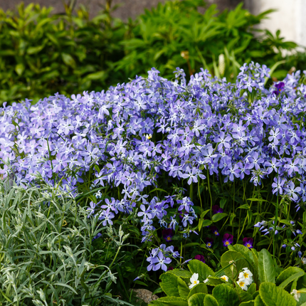 Phlox subulata Emerald Cushion Blue – 24 Pflanzen – Ø9cm – Höhe 10-25cm – Blauer Polsterphlox – Immergrüner Bodendecker für Steingarten & Beet