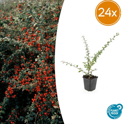 Cotoneaster suecicus 'Coral Beauty' – Winterhart & immergrün – 24 Pflanzen – ↕10–25cm – Ø9cm – Bodendecker mit weißen Blüten & orangefarbenen Beeren – Pflegeleicht