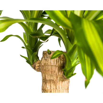 Drachenbaum – Dracaena Fragrans Massangeana – Zimmerpflanze – Tropisches Flair – Luftreinigend – Ø21cm – Höhe 90–110cm – Pflegeleicht