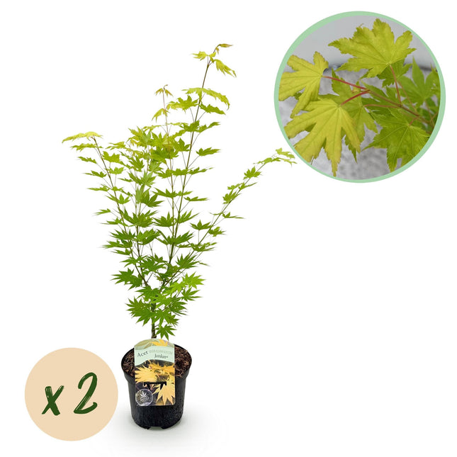 Japanischer Ahorn – Acer palmatum 'Jordan' – 2 Pflanzen – ca. 70 cm hoch – Ø19 cm – leuchtend gelbe Blätter – Balkon- & Gartenpflanze