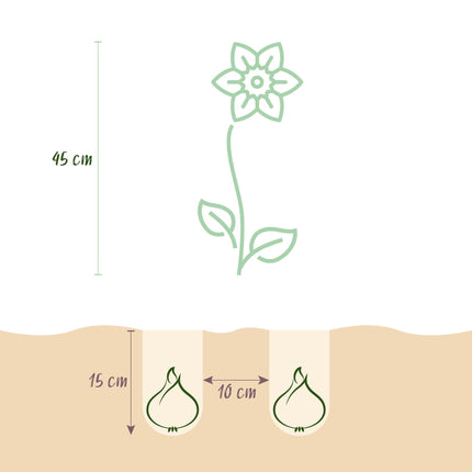 Blumenzwiebeln Narcissus Double Mix – Gelb & Weiß – 10 Stück – Zwiebelgröße 12/14 – Gefüllte Narzissen für Garten, Balkon & Terrasse – Frühjahrsblüher