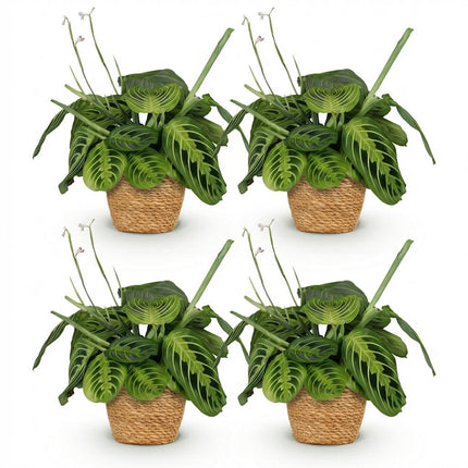 Maranta Fascinator Lemon Lime 4er Set Zimmerpflanzen inkl. Naturkorb