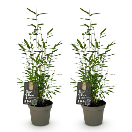 Bambus Fargesia Black Dragon – Immergrün – 2 Pflanzen – Nicht ausbreitend – Schwarze Stämme – Für Hecke, Garten & Terrasse – Topf Ø14cm Höhe ca. 35cm