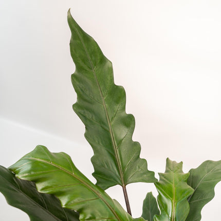 Alocasia Lauterbachiana – Pfeilblatt – Zimmerpflanze – Ø19 cm – ↕80 cm – Mit Korb Selin – Elefantenohr – Luftreinigend – Pflegeleicht