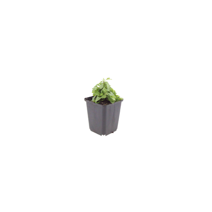 Erigeron karvinskianus Mexikanisches Gänseblümchen – 48 Pflanzen Ø9cm – Höhe 10-25cm – Dauerblühende Staude für Beete Mauern Töpfe Balkon – winterhart pflegeleicht bienenfreundlich
