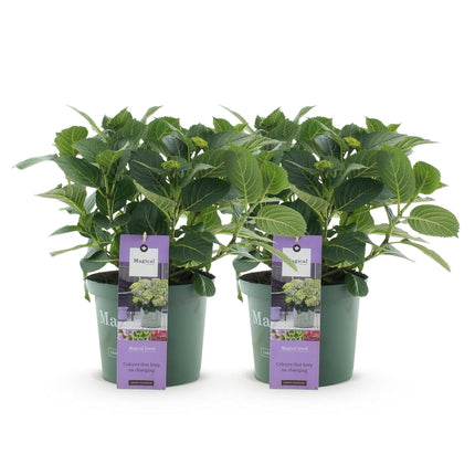 Hortensie Hydrangea macrophylla Magical Jewel Blue – 2 Pflanzen – Blauer Blütenschmuck – Topf Ø23cm – Höhe 55cm – Balkon – und Gartenpflanze