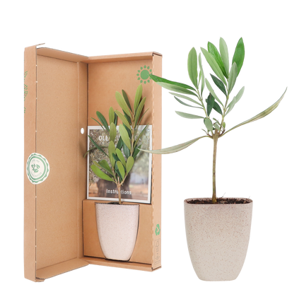 Mini-Olivenbaum im Briefkasten – Höhe ca. 15cm – Mediterrane Zimmer- & Balkonpflanze – Nachhaltiger Topf – Inklusive Pflegeflyer – Geschenkidee