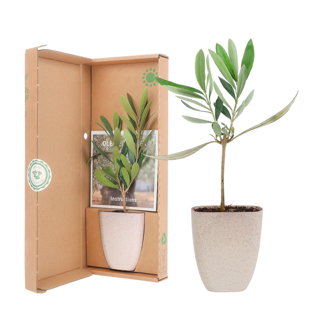 Mini-Olivenbaum im Briefkasten – Höhe ca. 15cm – Mediterrane Zimmer- & Balkonpflanze – Nachhaltiger Topf – Inklusive Pflegeflyer – Geschenkidee