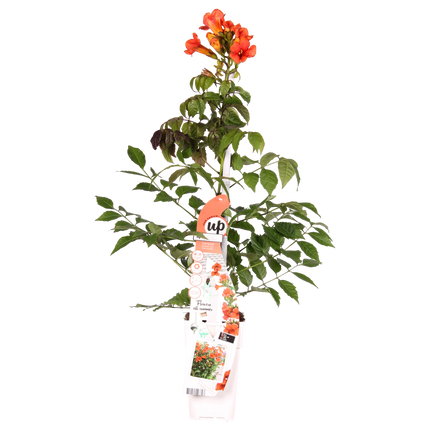 Trompetenblume - Campsis Summer Jazz Fire Trumpet - Ø15cm - Höhe 65cm - Rote Kletterpflanze für Garten, Terrasse & Balkon