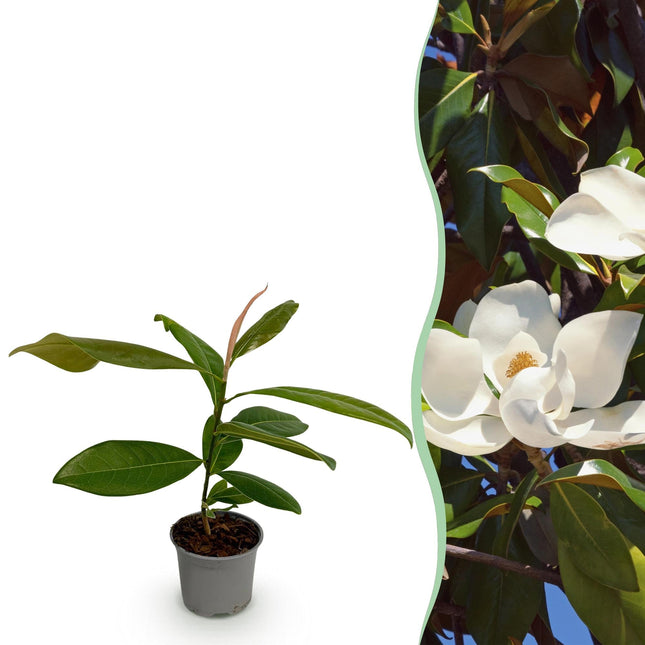 Magnolia grandiflora – 12cm – Höhe ca. 30cm – Immergrüne Großblütige Magnolie mit duftenden weißen Sommerblüten
