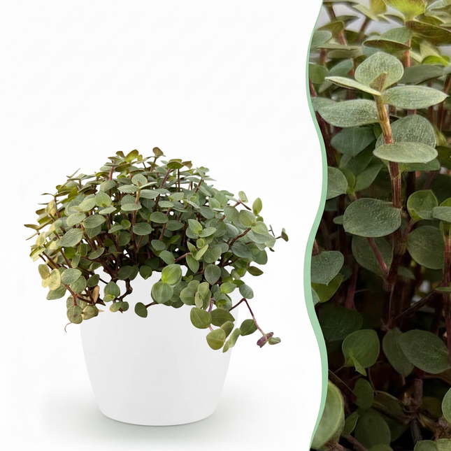 Calissia Repens Zimmerpflanze mit weißem Topf Ø12cm Höhe 17-20cm Haustierfreundliche Grünpflanze pflegeleicht für Wohnzimmer Büro Schlafzimmer