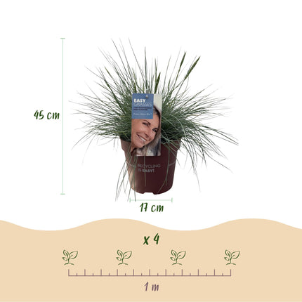 Ziergras Blauschwingel Festuca glauca Intense Blue – Immergrün & winterhart – Höhe ca. 50cm – 17cm – Trockenheitsresistent für Beet & Kübel